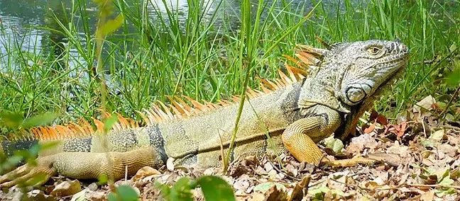 Iguana en Juchitán de Zaragoza Oaxaca turismo naturaleza